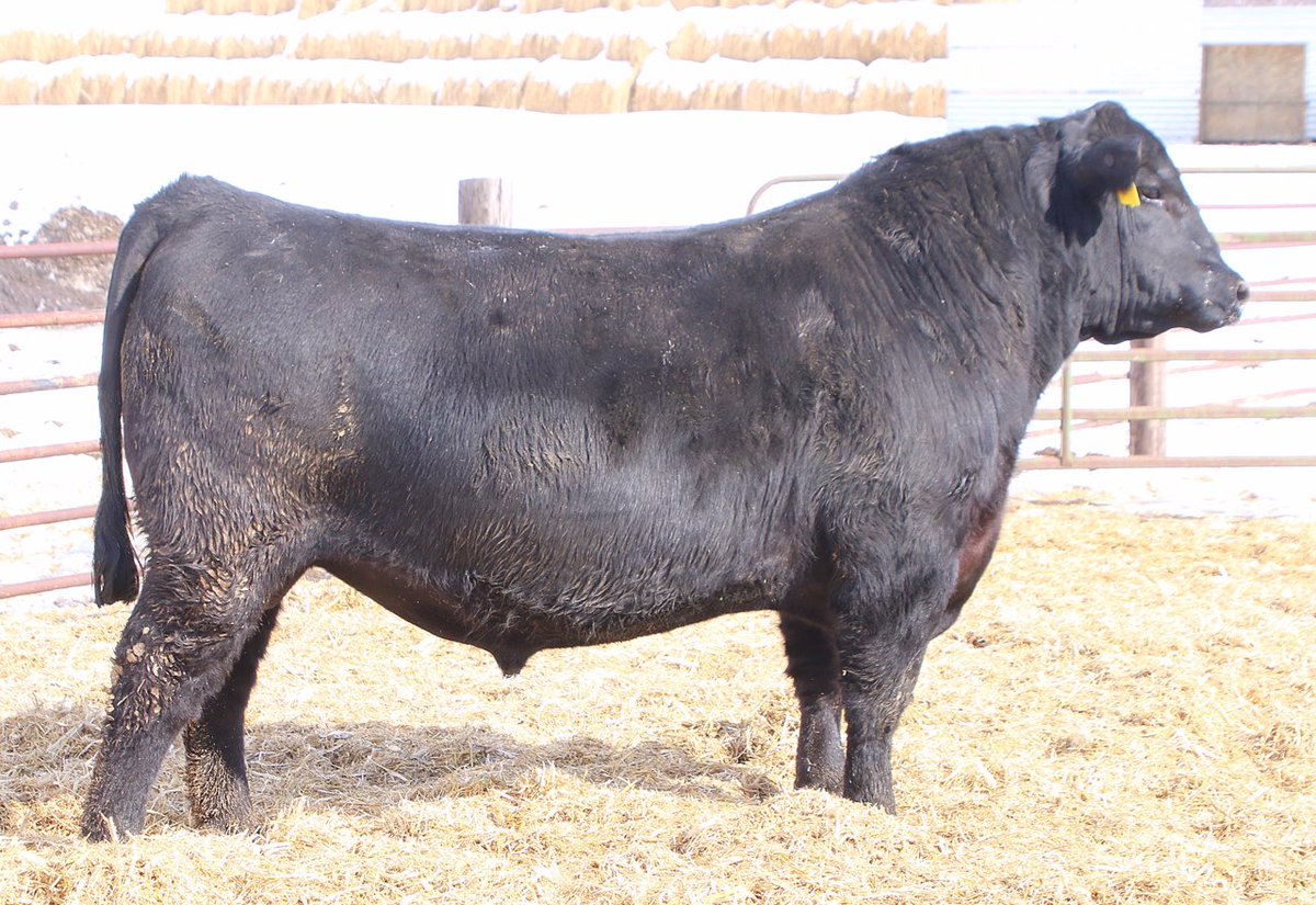 SelectSiresBeef's tweet photo. Need a reason to use 7AN388 NIAGARA? Check out some of his sons in the Van Beek Angus sale! #breedSelect #beef #breedingseason #AIseason https://t.co/0u6lQm5Gl9