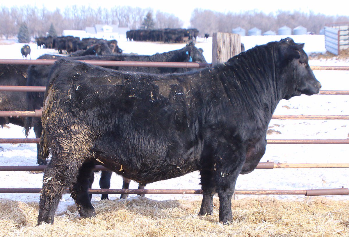 SelectSiresBeef's tweet photo. Need a reason to use 7AN388 NIAGARA? Check out some of his sons in the Van Beek Angus sale! #breedSelect #beef #breedingseason #AIseason https://t.co/0u6lQm5Gl9