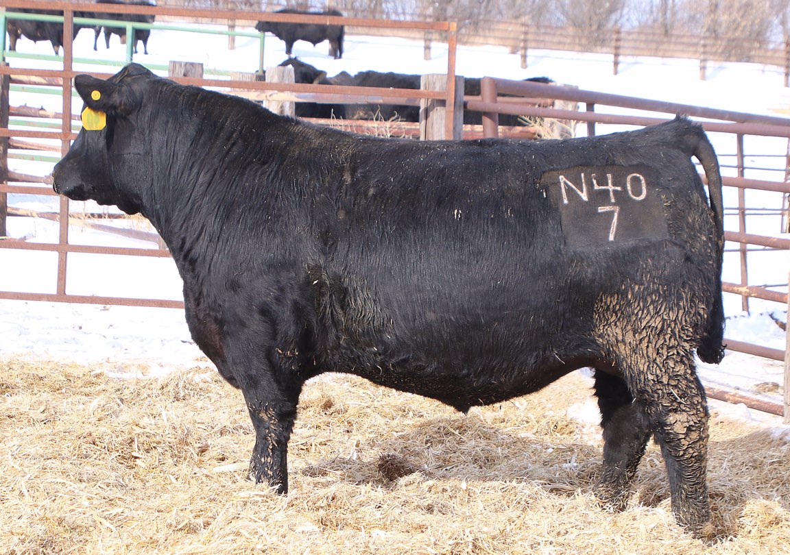 SelectSiresBeef's tweet photo. Need a reason to use 7AN388 NIAGARA? Check out some of his sons in the Van Beek Angus sale! #breedSelect #beef #breedingseason #AIseason https://t.co/0u6lQm5Gl9