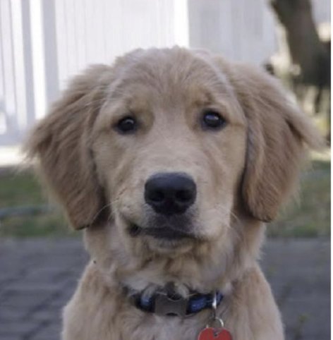 Channel4's tweet photo. "And the award for the dog who looks most like Harrison Ford goes to..."
#Crufts https://t.co/QyxuyuBByn