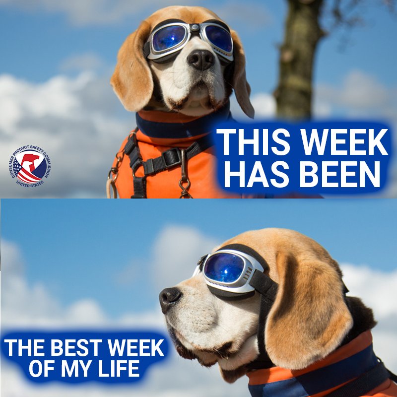 Barks McWoofins says, "This week has been the best week of my life."