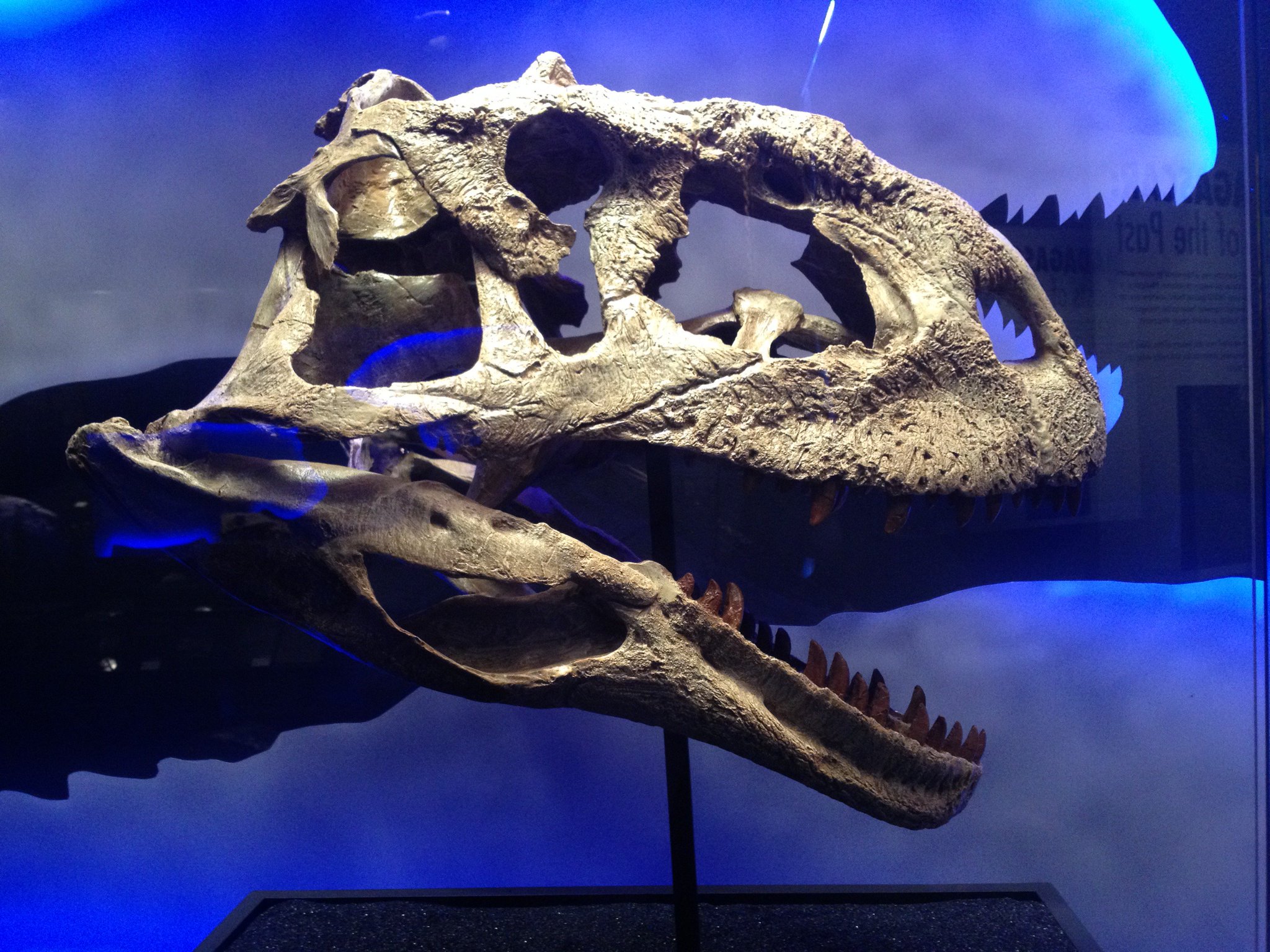large theropods
