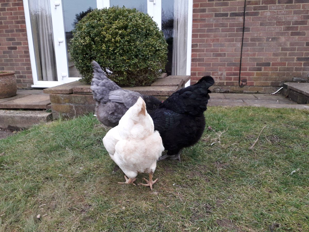 rulingtheroost1's tweet photo. Afternoon corn time. #snapchook https://t.co/hmUdOIMGab