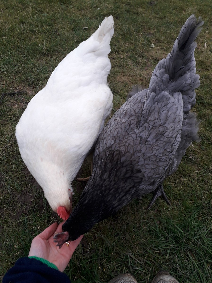 rulingtheroost1's tweet photo. Afternoon corn time. #snapchook https://t.co/hmUdOIMGab