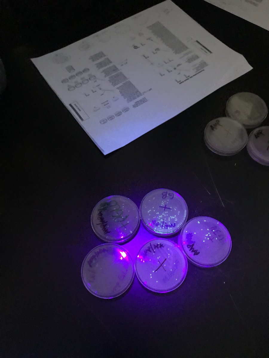 busbee_mary's tweet photo. Beautiful pGLO results!! My Ss were excited!! #biotechiscool https://t.co/l7dMRDTpF1
