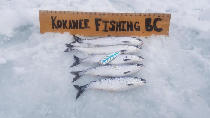 anglersatlas's tweet image. Member bfougere from Ten Mile Lake, "We finally learned how to catch kokanee thru the ice this year. Lots of fun!" #kokanee #fishbc #icefishing #fishing #anglersatlas