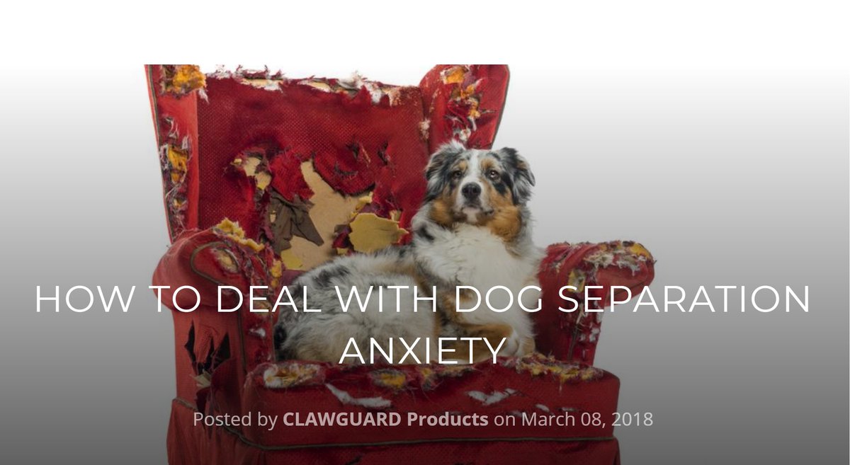 clawguard's tweet photo. Does your dog destroy the furniture when he's home alone? https://t.co/NcDYHUPOtM https://t.co/raZyQY2Gme