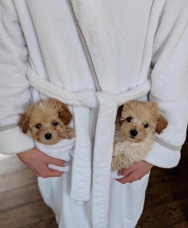 My plans this weekend💁🏼‍♀️ @kevandrog #readyfortheweekend #PupBox