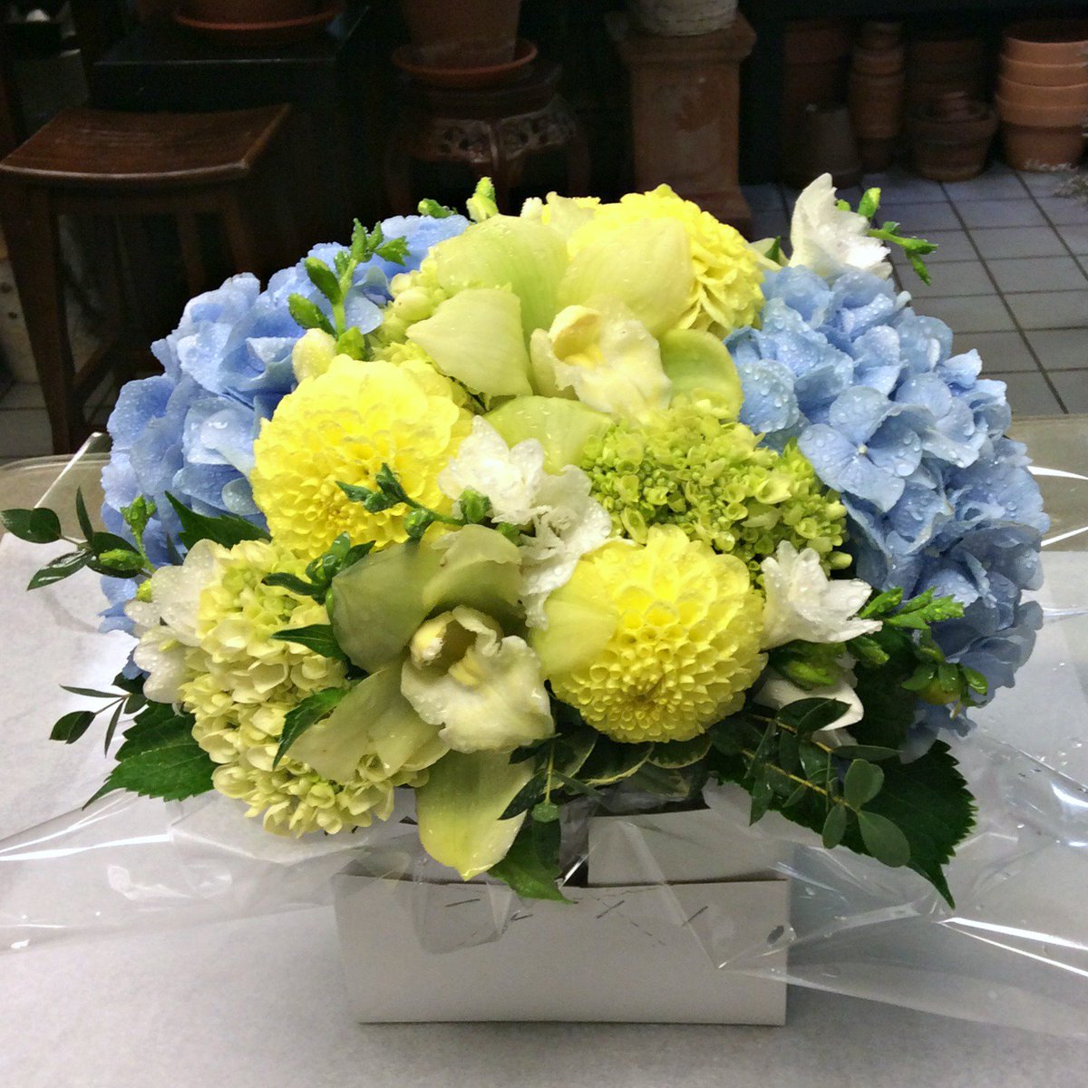 Evas_Garden's tweet photo. We've always had a soft spot for the sweet color combination of yellow and blue. https://t.co/tToMFRDL4Z