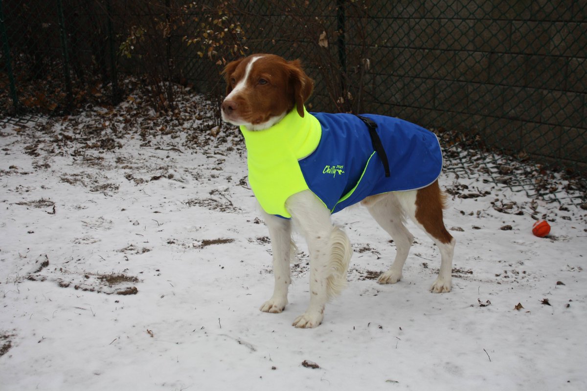 Chilly Dogs Canada tweet media