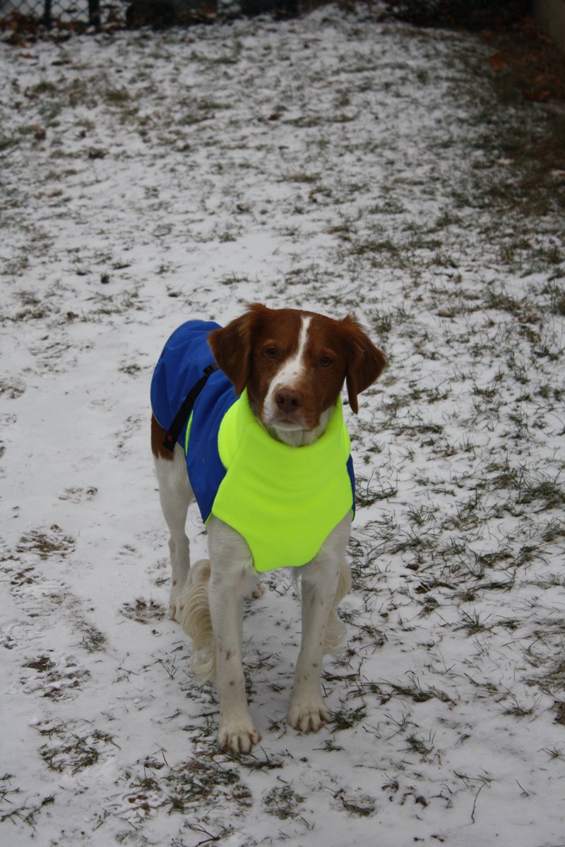 Chilly Dogs Canada tweet media