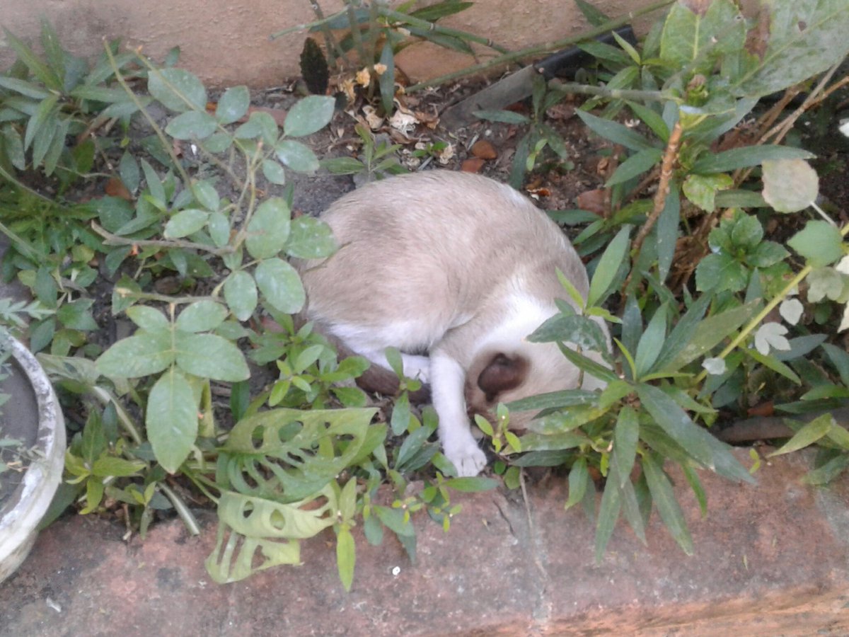 Dakapo64's tweet photo. La bendición.. 🐈 #Gaticus #NinoNini https://t.co/jJZZ5eAZMh