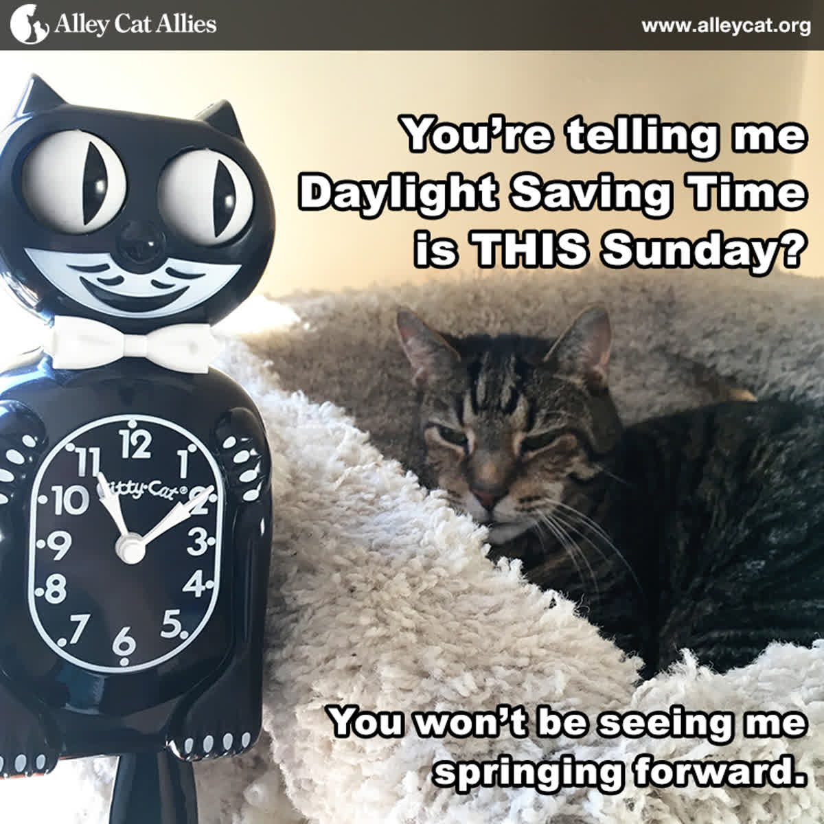 alleycatallies's tweet photo. Sorry Charles, but we have to turn the clocks an hour ahead this Sunday! #lolcats https://t.co/nuVXoI6qG8