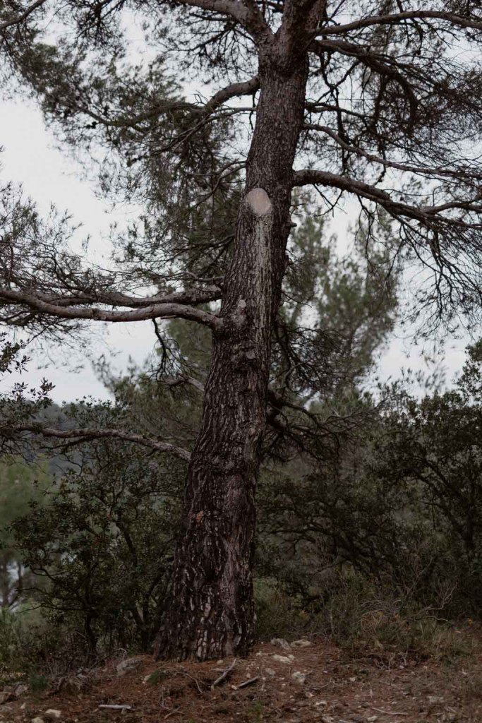 LBanshoya's tweet photo. Missing the #whisper of #trees dancing in the the #wind... https://t.co/SkDMGHG8M4