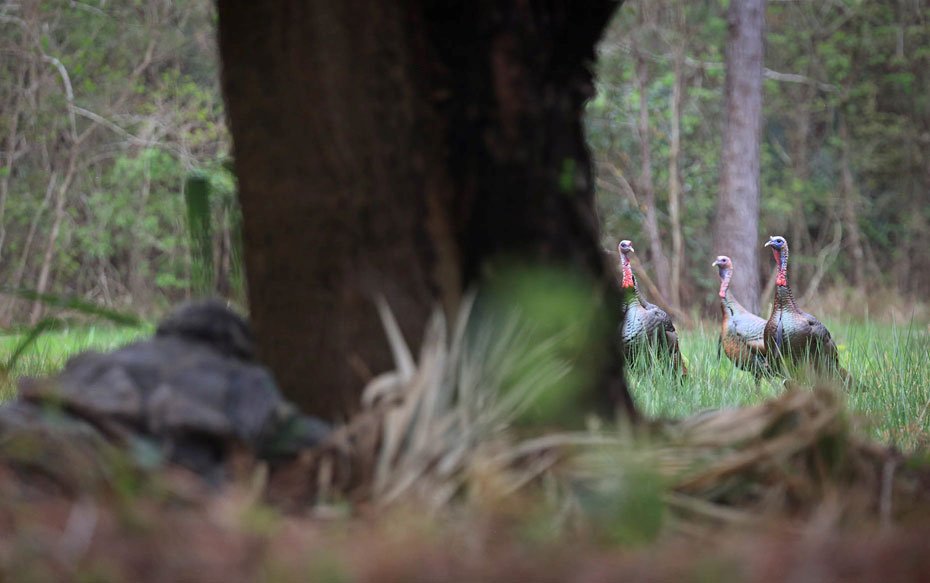 MossyOak's tweet photo. We’re seeing more and more traveling turkey hunters, who are going to other states and hunting different types of gobblers they don’t have in their home states. https://t.co/h9W0i409yz https://t.co/KauFF3c9aU