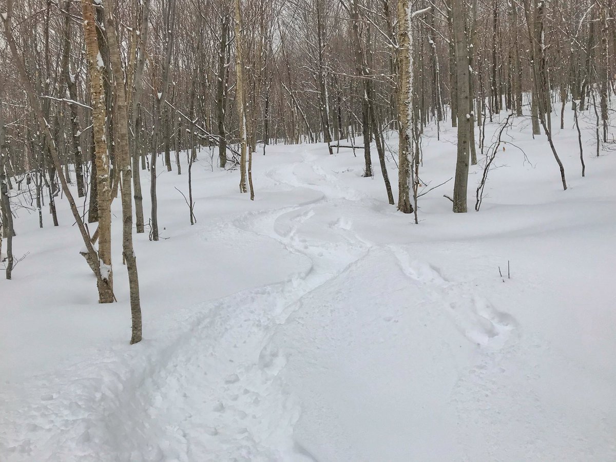 erikosterlund's tweet photo. NEEDED THAT #BackyardBackcountry #LunchLaps #earnyourturns #welcomebackwinter https://t.co/ufvTz3MZ8H