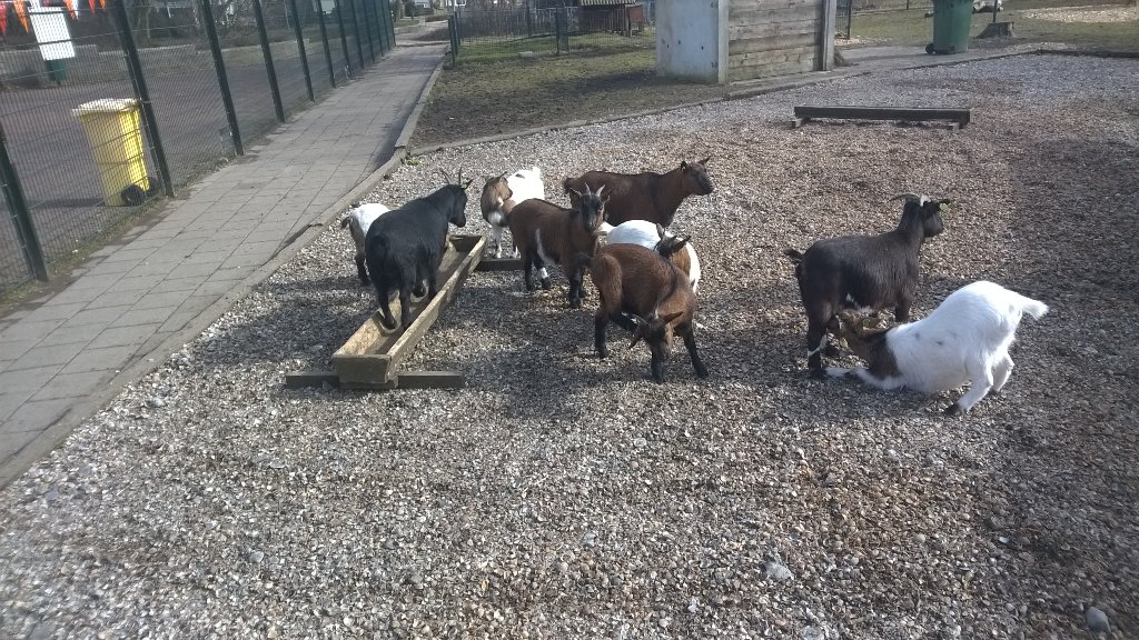 Klussen in het dierenpark Schagerbrug ihkv NLdoet. Nu voorjaars klaar