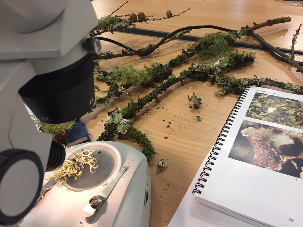 Learning all about lichens today, thanks to BIS and expert Alan Orange  🌲🌳 #garwnant