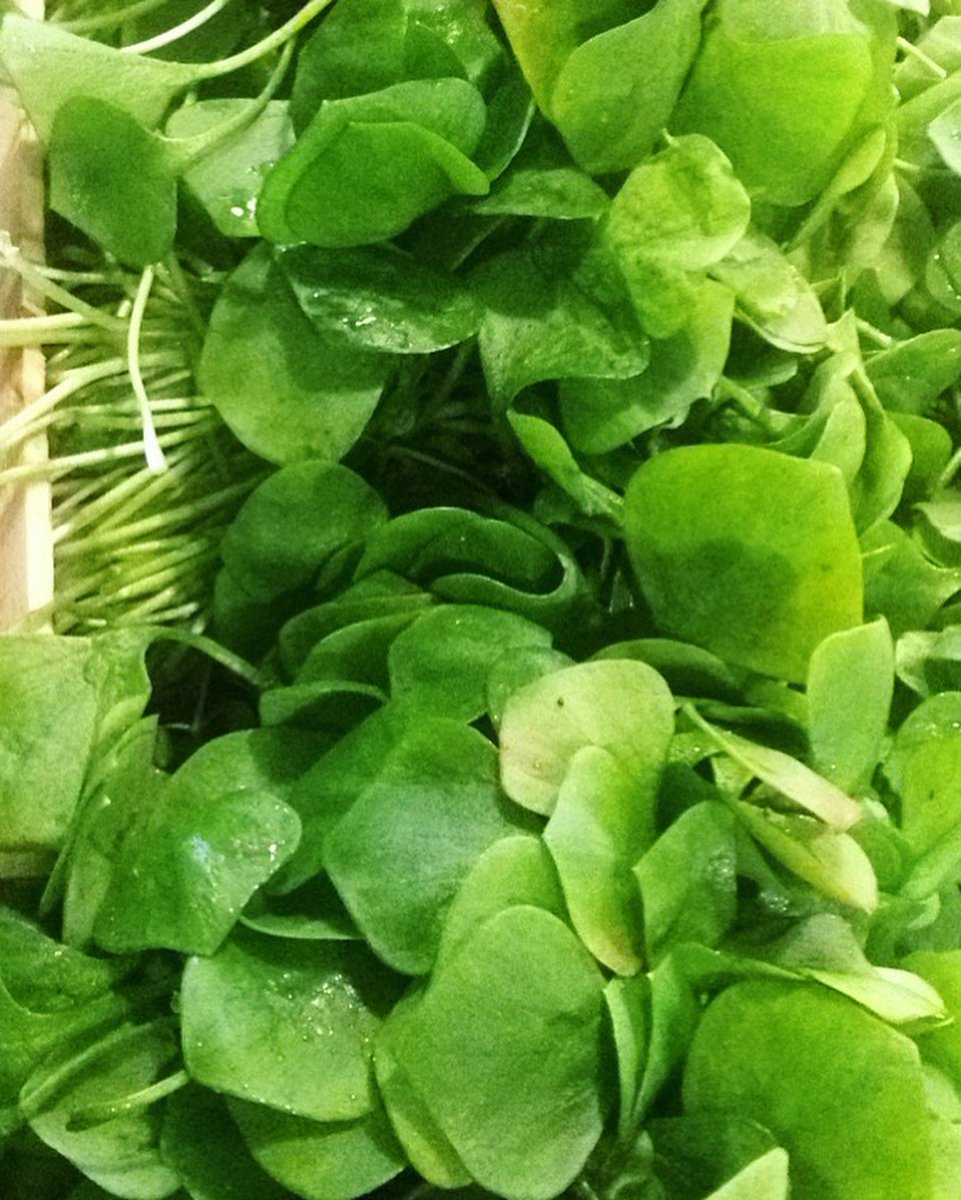 Auboutduchamp's tweet photo. - RÉCAPITULATIF - 
Le printemps commence à pointer le bout de son nez dans les champs de nos producteurs... 
https://t.co/9OoUGGSOuC 
#ideerecette #teprendspluslechou #locavore #recoltedujour #auboutduchamp #directproducteur #circuitcourt #agriculturepaysanne https://t.co/4mchxSYnaz