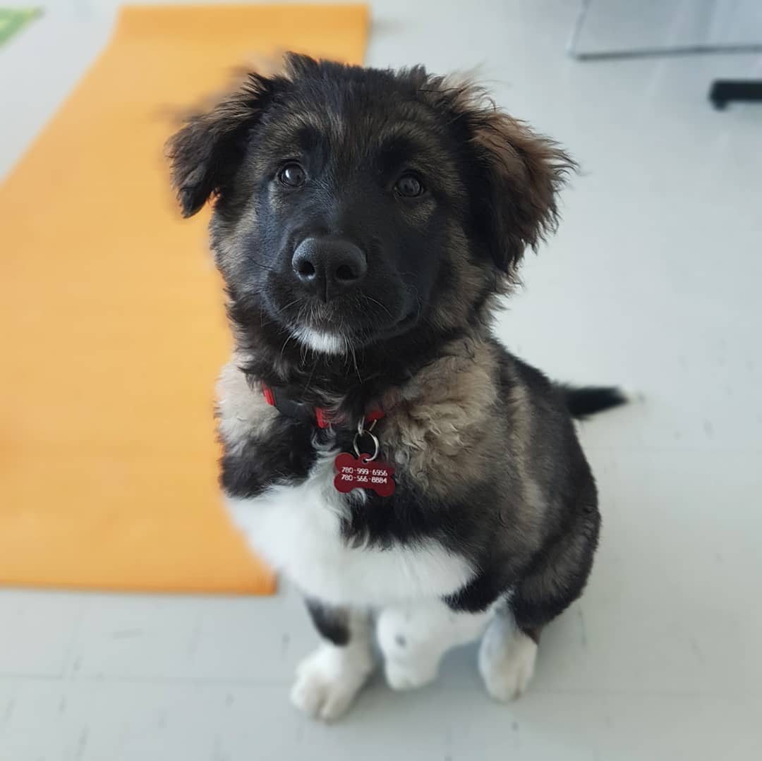OoksLife's tweet photo. #PuppyYoga was such a hit! Thank you to all the students, Hope Lives Here Rescue, and Gears Society Rescue for making this event such a success. #NAITSA #NAITSAevents #studentwellbeing #mentalhealth https://t.co/0q0aEKwXB8