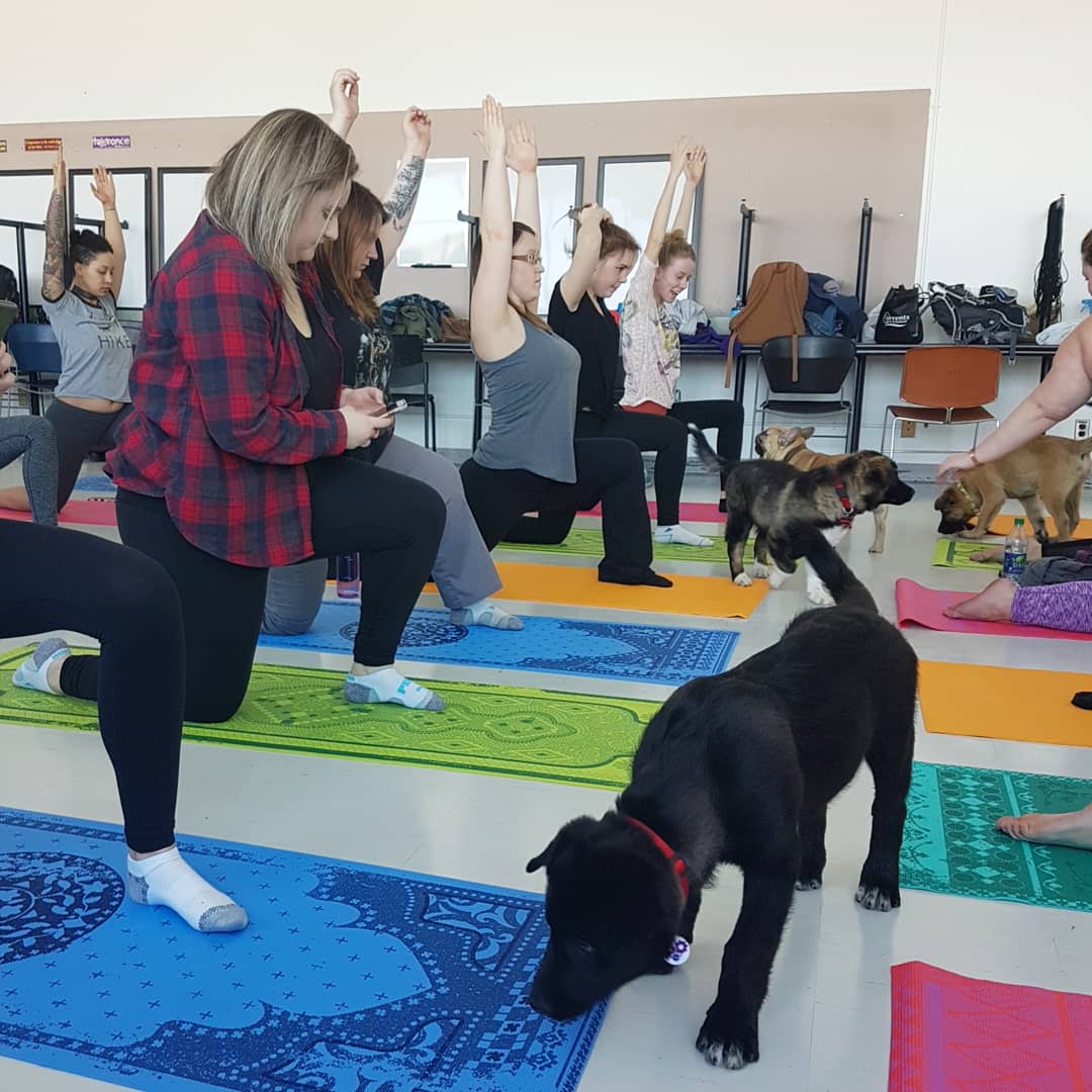 OoksLife's tweet photo. #PuppyYoga was such a hit! Thank you to all the students, Hope Lives Here Rescue, and Gears Society Rescue for making this event such a success. #NAITSA #NAITSAevents #studentwellbeing #mentalhealth https://t.co/0q0aEKwXB8