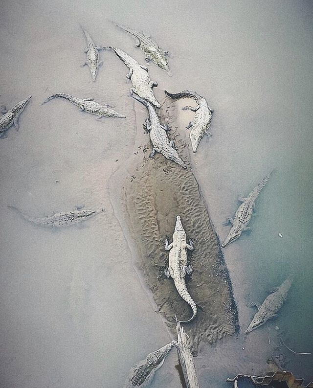 🐊🐊 On the way to the Central Pacific Coast, don’t miss Tarcoles Crocodile Bridge overlooking one of the most populous crocodile rivers in the world! 📸: @earthmeetssea! #costaricaexperts #costarica #tarcolesriver ift.tt/2oYQm3c