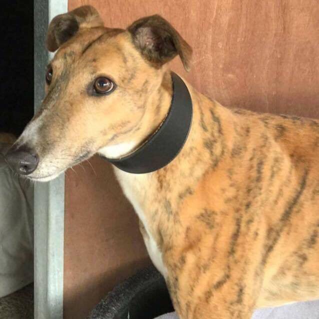 Nightowl400's tweet photo. #HonestToDog Sighthounds make greyt pets β€ Louie @NWDogRescue β€ https://t.co/imW6hp56h6 #LetsHearItForTheBoys #FridayFeeling https://t.co/6xMqTWxUUS