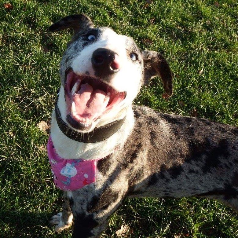 Nightowl400's tweet photo. Shadow is a beautiful bull lurcher in rescue in #Shropshire and looking for love β€ #Honesttodog she's a smashing lass! β€ All info and enquiries at
https://t.co/GjjOixRpxS #FridayFeeling β€ https://t.co/cEf4QMtmWN