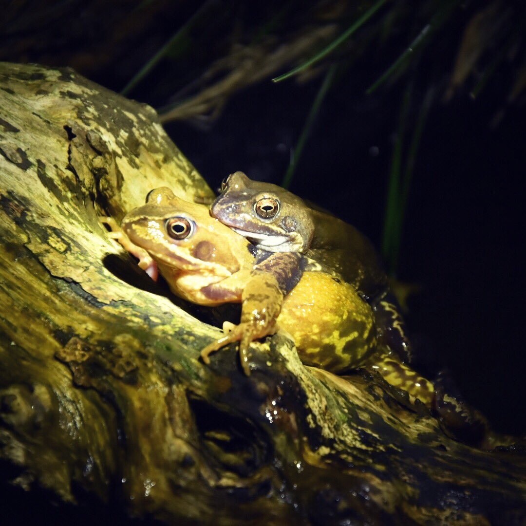 Garrett_Design's tweet image. After extreme cold period last month i was very concerned for the frogs in the pond, tonight i was ecstatic to see 8 in total! 3 of which were mating pairs! (15 was our maximum count in late summer. @wildlifebcn @Natures_Voice @Britnatureguide @NatureUK
