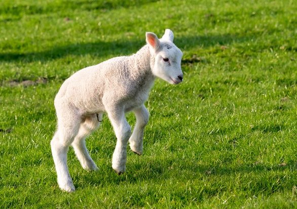 CheshireEast's tweet image. Don't forget that it's lambing weekend at #Reaseheath College Nantwich #CEWhatsOn goo.gl/TbWhXb