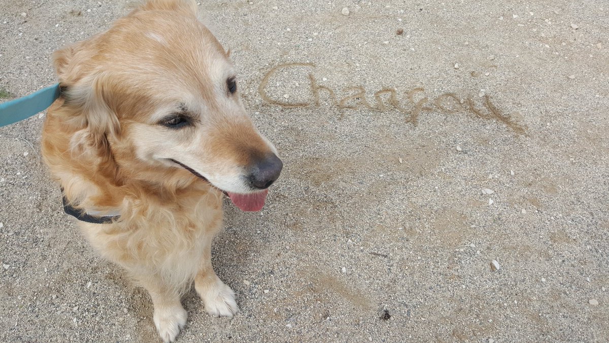 AndreaMiniDea's tweet photo. #namourdeboubouchien #goldenretriever https://t.co/IdTNX4UZbT