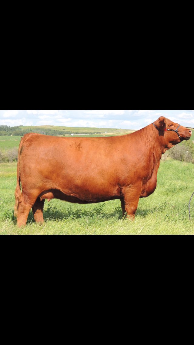 Five sons sell off of this beast tomorrow in Lloydminster!