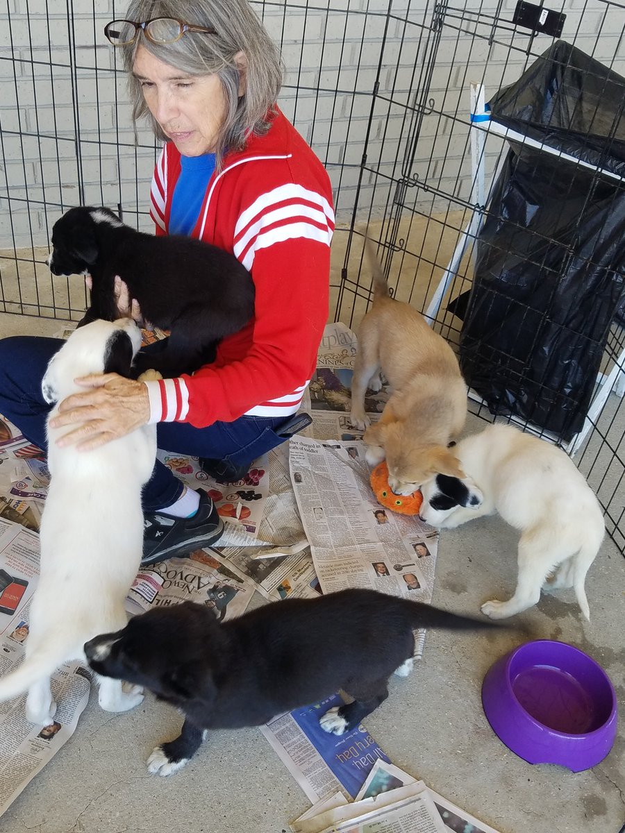 PetSmart Mandeville tweet media
