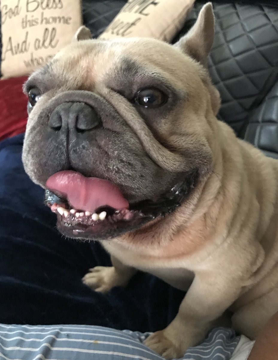 DanShibullies's tweet image. Yay it’s Friday 🐾❤️🤗 #TGIF
#danshismagu .Gosh we are going to miss you; You forever stole our hearts and we are so happy to have enjoyed every moment with you...#simpletouch #meltsmyheart 
We will be storing Magu’s semen for future breedings 🌹#attention #spoiled
