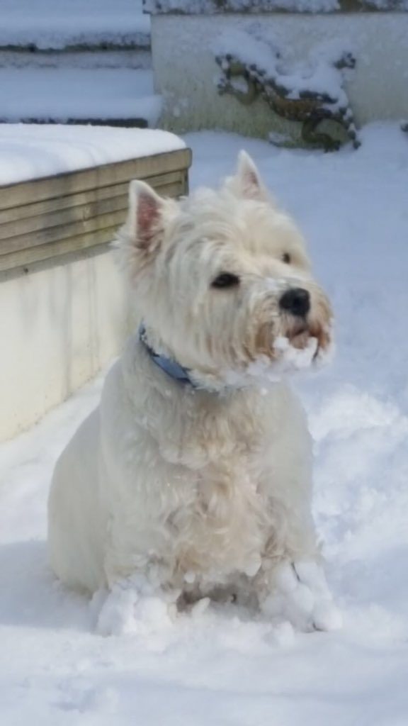 JuliaEmma's tweet photo. @Crufts this our 8 year old westie Milo in the snow, he loved it! Snow is a rare occurrence in plymouth so he made the most of it! #Crufts2018 https://t.co/tAlc52d7ZZ