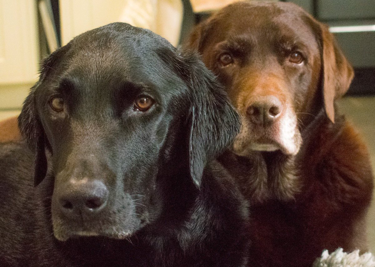 MchenryFriends's tweet photo. My big dog pals #FriendsForever #Labrador  #brotherlylove https://t.co/Rc3iLwRTwe