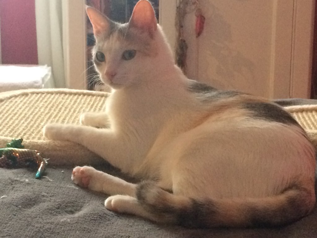 Hello I am Katniss cat ♥️♥️ #cat #Catfish <a href="/Didinette02/">Didine02</a> <a href="/Culldogfarms/">Eileen @crazycatlady</a> @Chris92220 @Aki_and_Kari <a href="/ELC_Off/">Etoile Le Chat</a> <a href="/Leolina67/">Leolina</a> <a href="/JetWavelindsay/">Lucy Lindsay</a> <a href="/lucymusiccat/">Angel Lucy Cat</a> <a href="/sarahanunn/">sarah nunn</a> <a href="/Betty_Boo_Kat/">Prince Toby & Princess Betty #OTRB</a> <a href="/Johnny_coolcat/">Johnny coolcat R.I.P Memorial page</a> @jjmorning444 <a href="/ameliathekitty/">Amelia Joy</a> <a href="/LePartiProChats/">Le Parti Des Chats</a>