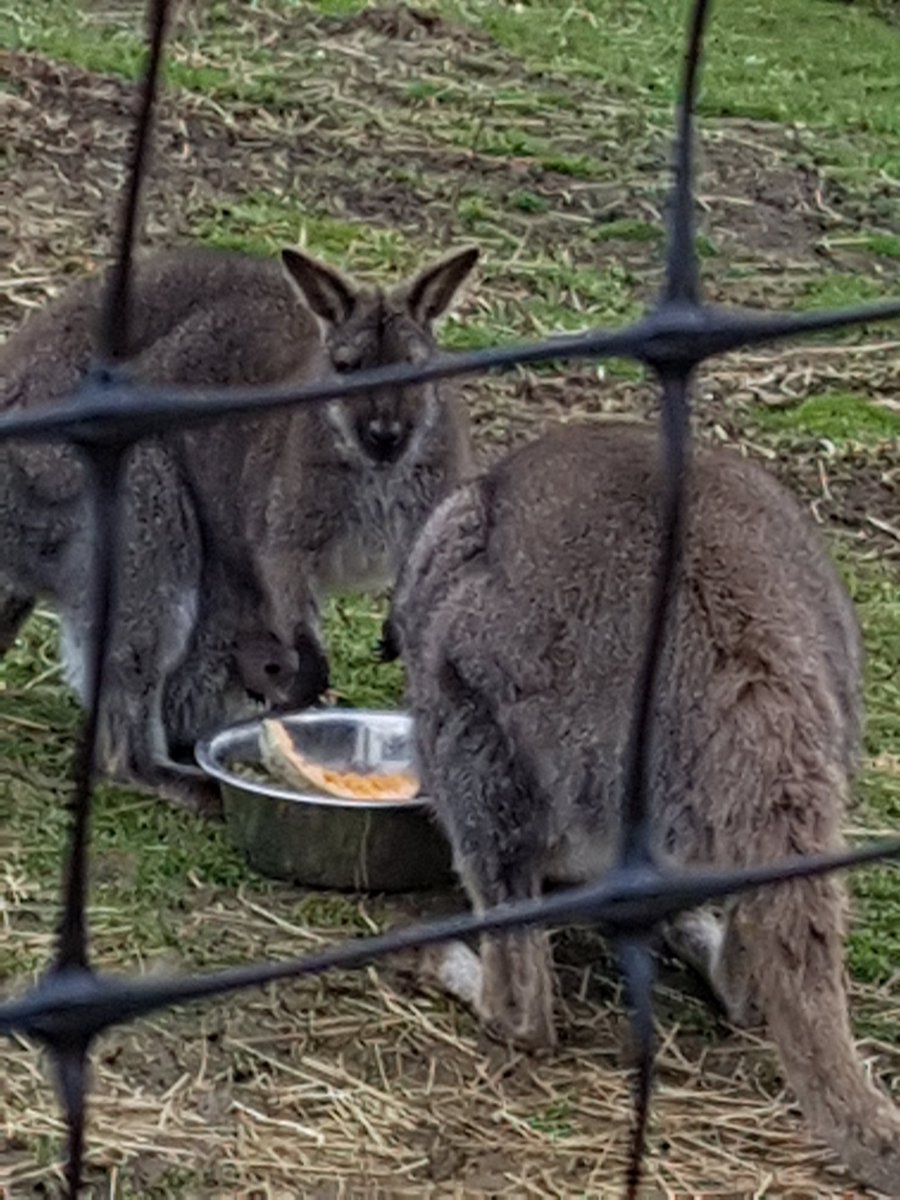 Come see Fig with her new baby joey this mothers day.
southcavefalconry.co.uk