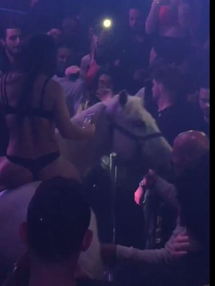 Dom_Proto's tweet photo. Outrage after video from inside the Mokai Lounge in Miami goes viral - a dancer riding into the club on a white horse. The panicked horse throwing her off. Now, officials investigating Mokai for animal abuse and public health &amp; wellness safety. Full story &amp; video coming soon. https://t.co/TaGce9nVIy
