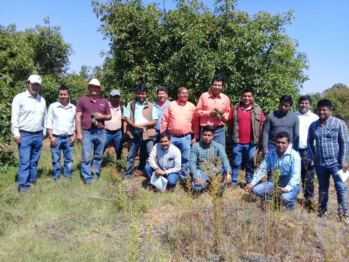 GildardoPM_'s tweet photo. El conocimiento tecnico en la produccion de aguacate es un tema de importancia para el @PESA_Oax que se ha retomado por GOP @PESAMEXICO @RigobertoGomez_ @PoloSaVaz @ https://t.co/5SRjn9ZRXH