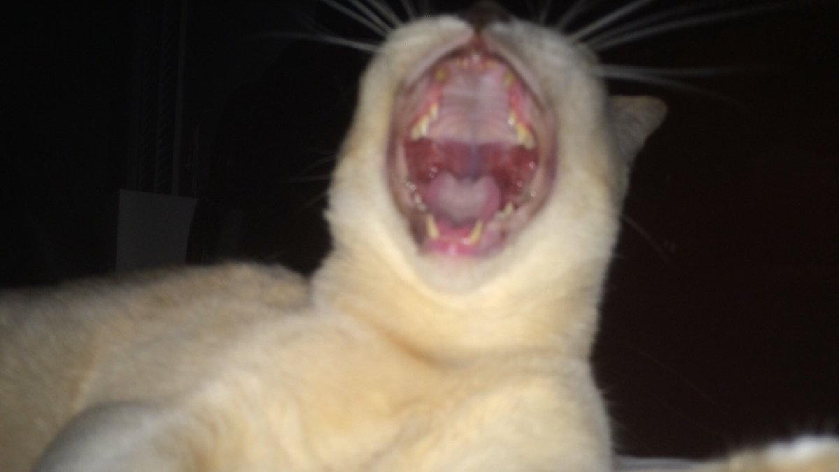 babycatnfriends's tweet photo. With great love I must tell you that BabyCat gained her Angel Wings overnight at home. She was loved by so many across the world, it’s humbling. I’m devastated, but rejoice knowing I was privileged to be her person. #BCtheAngel #LiveJoyously💔🌈🌉👶🐱 https://t.co/BkEZthEh60