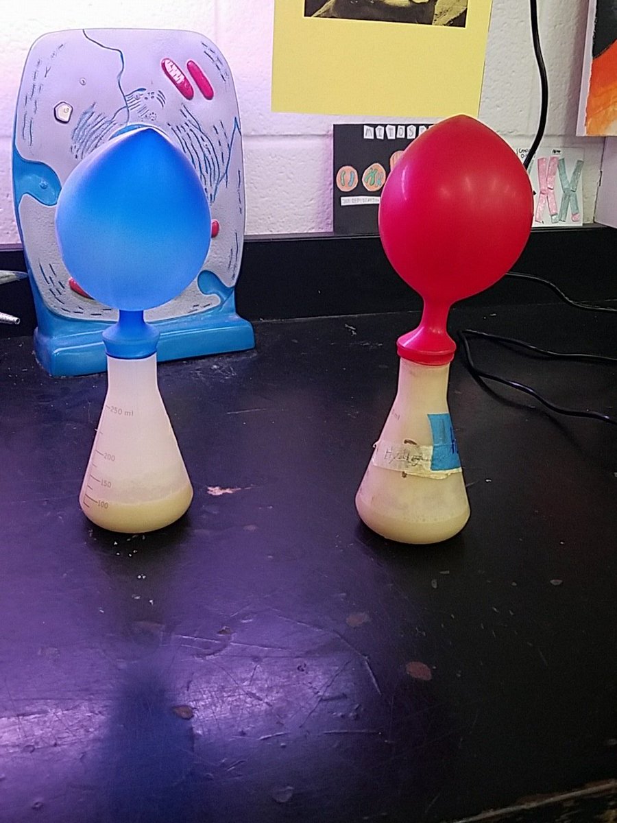 Mttaborbiology's tweet image. Showing how yeast need food to make energy with alcoholic fermentation &amp;amp; carbon cycling with elodea &amp;amp; snails @Tabor_City @WSFCS_Science #WeDoScienceWell #ExpModelDemo