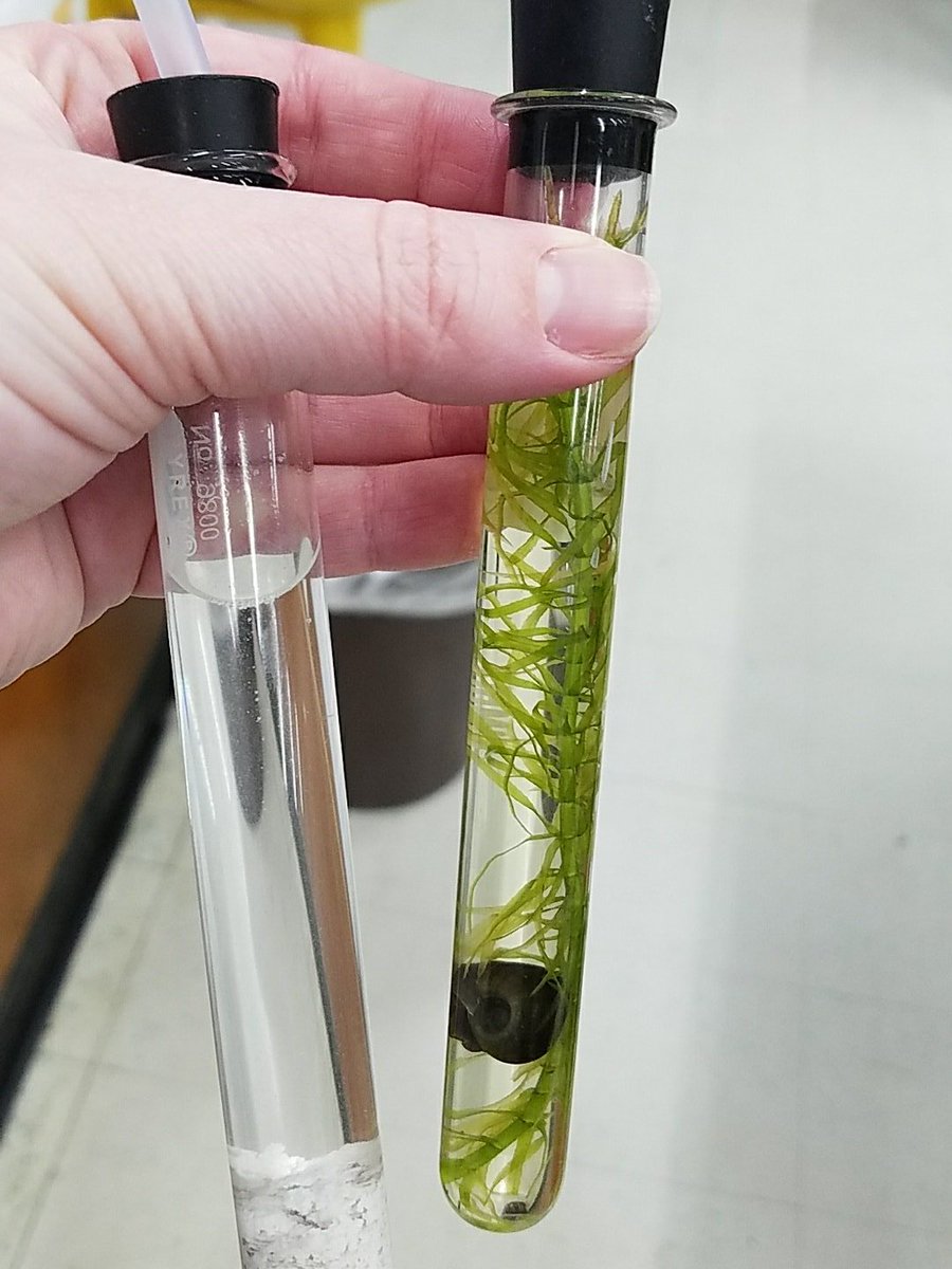 Mttaborbiology's tweet image. Showing how yeast need food to make energy with alcoholic fermentation &amp;amp; carbon cycling with elodea &amp;amp; snails @Tabor_City @WSFCS_Science #WeDoScienceWell #ExpModelDemo