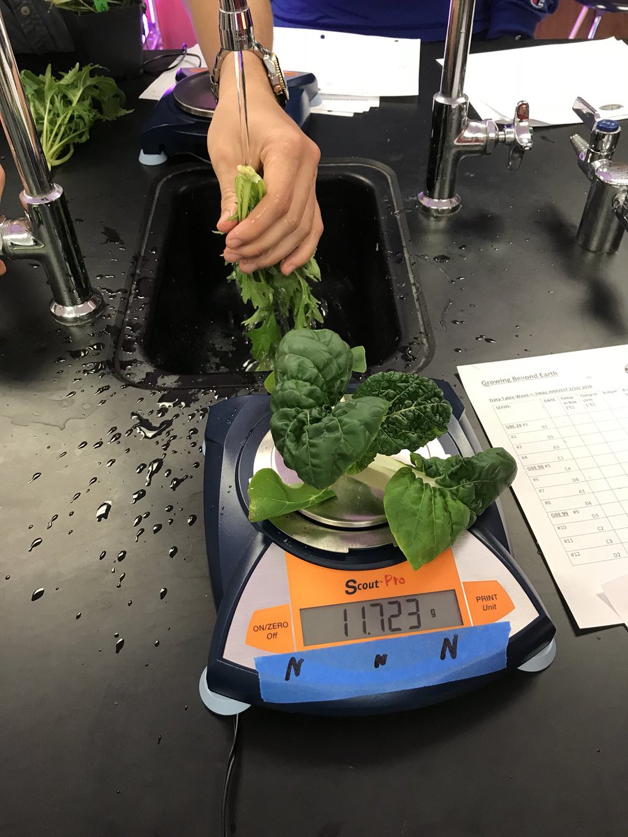 PBGHSScience's tweet photo. Final harvest!! Leafy greens were tasty!!! @GrowBeyondEarth @PBCSDScience @PBCSTEM https://t.co/gYgJ7fmLzv