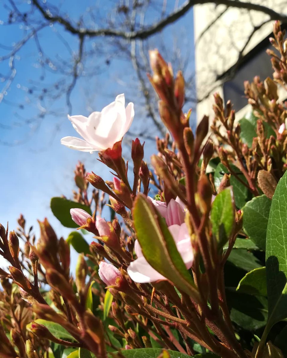 Qdlearn's tweet photo. California/New York
Do you prefer a flowery🌺 or snowy❄ March? https://t.co/faG22JTdCJ