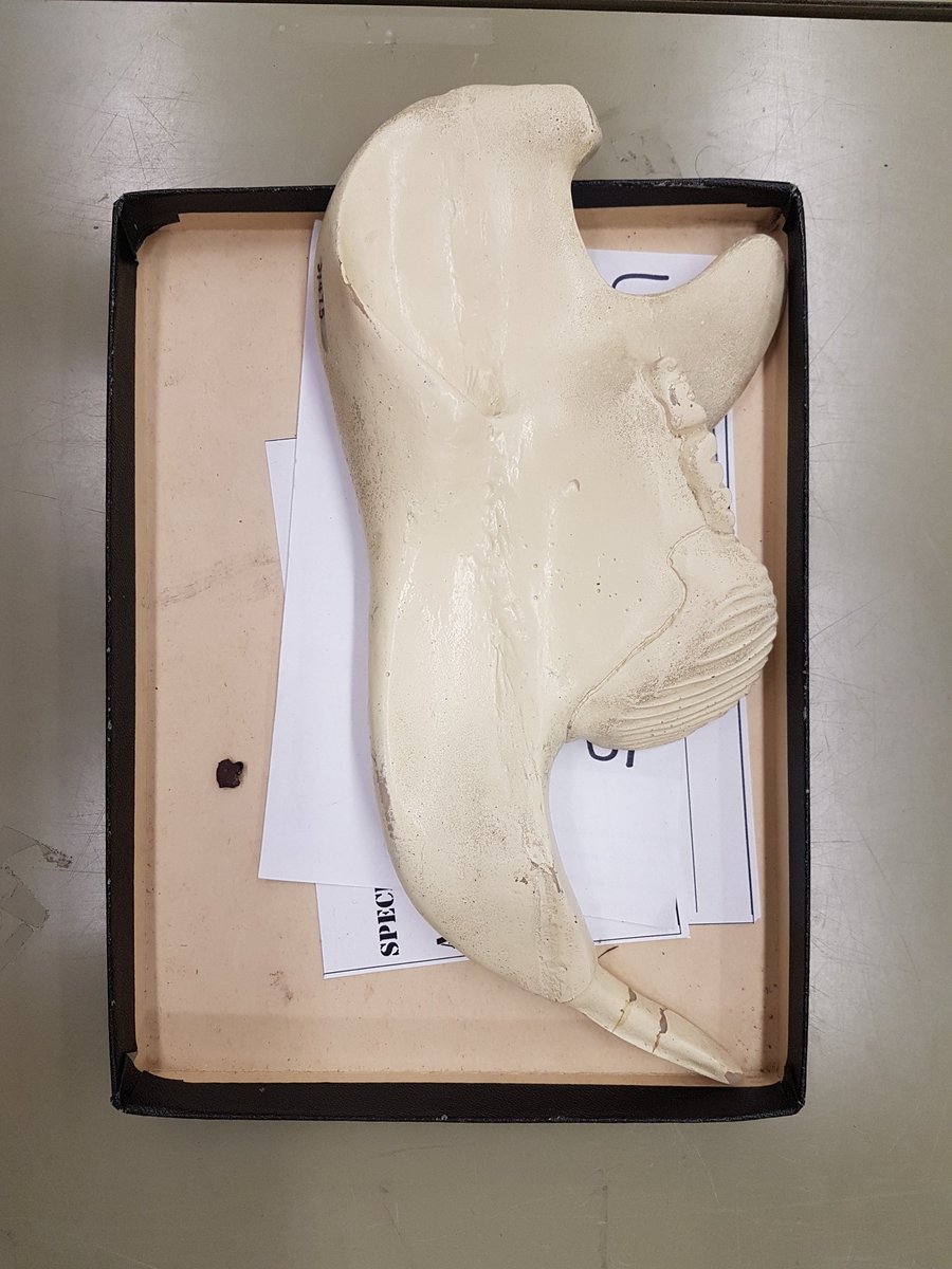 MarkPowersJ's tweet photo. It's #FossilFriday once again and #PALEO419 is trucking along! This week we are looking at stem mammals and tooth variation within. Multituberculates (model lower jaw and fossil tooth below) had specialized lower premolars that have a blade-like appearance with numerous ridges. https://t.co/8mtr3lkhon