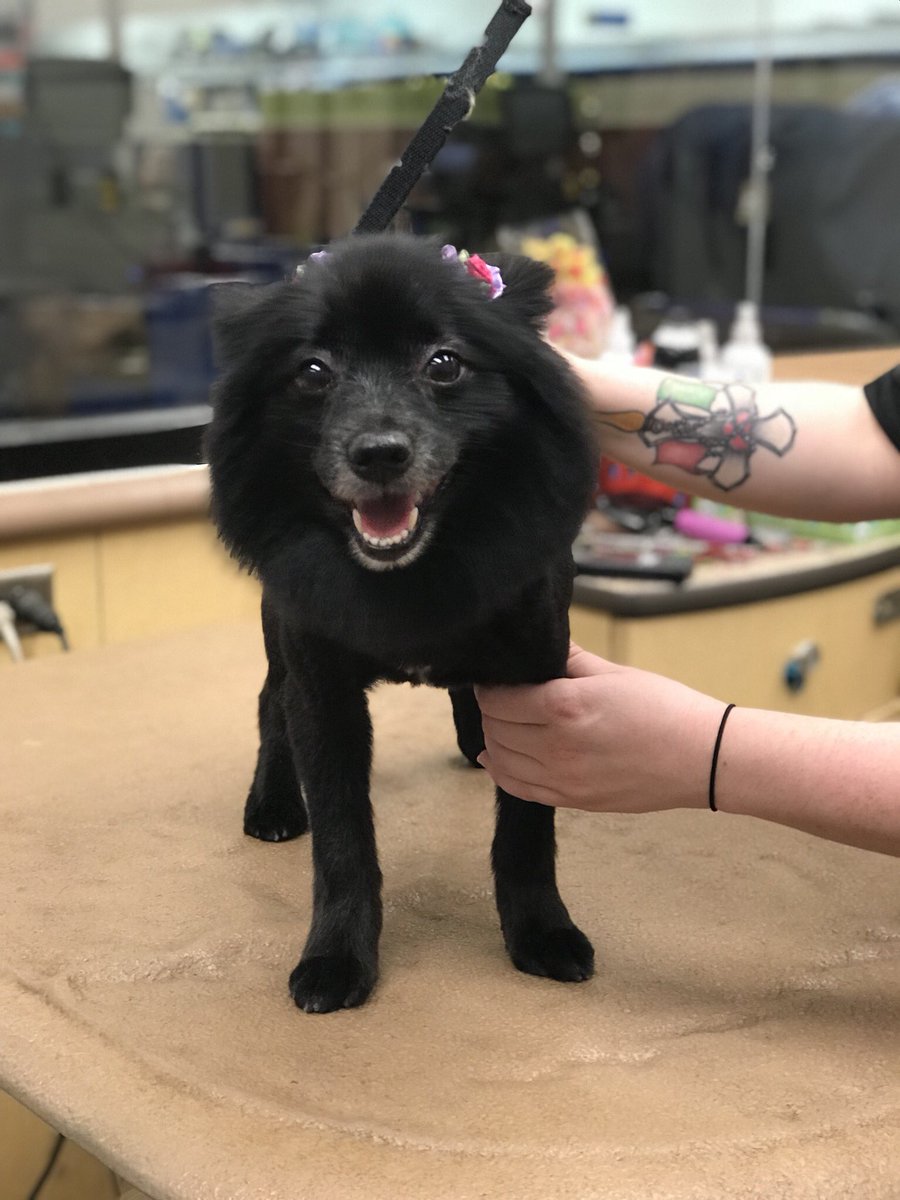 #northeastgrooming #0576 #enj #pomeranian Jen. Category : extreme makeover.