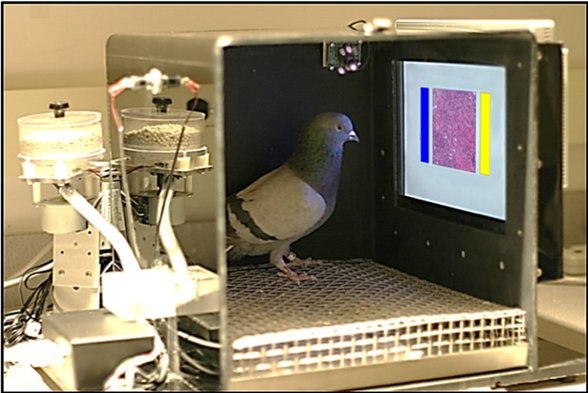 caseorganic's tweet image. Using Pigeons to Diagnose Cancer. The sophisticated visuals of Pigeons can be used to accurately diagnose cancer at proficiencies that can match radiologists. scientificamerican.com/article/using-… #notrobots #animalpower #cancer