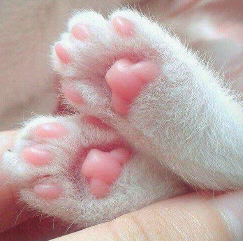 kitten beans