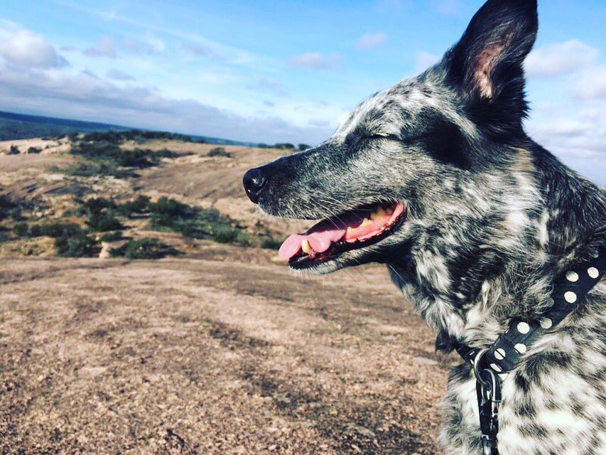 SpottedDogShop's tweet image. I’ve never been so jealous of my pup! This girl got to go camping at Enchanted Rock with her BFF @danno_1333! What’s are your weekend plans!? 🌲🐶🧗🏼‍♀️🌸🐾 #bordercollieblueheeler #enchantedrock #ATX #BFF
